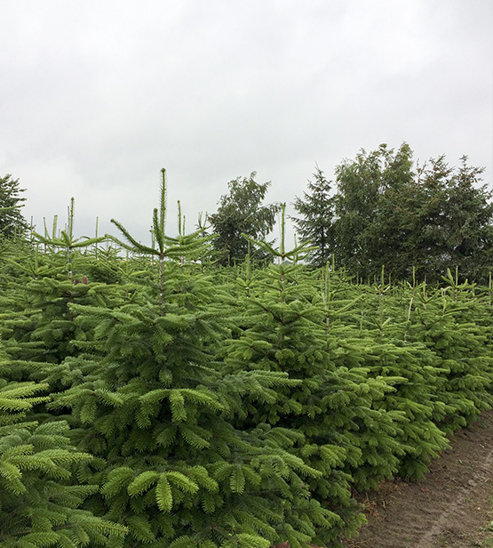 o firmie conifer