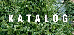 katalog Conifer